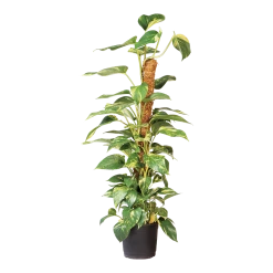 Nature - Kokosplantstok H120cm U00f860mm -Buiten En Tuinen nature kokosplantstok h120cm o60mm 3 2