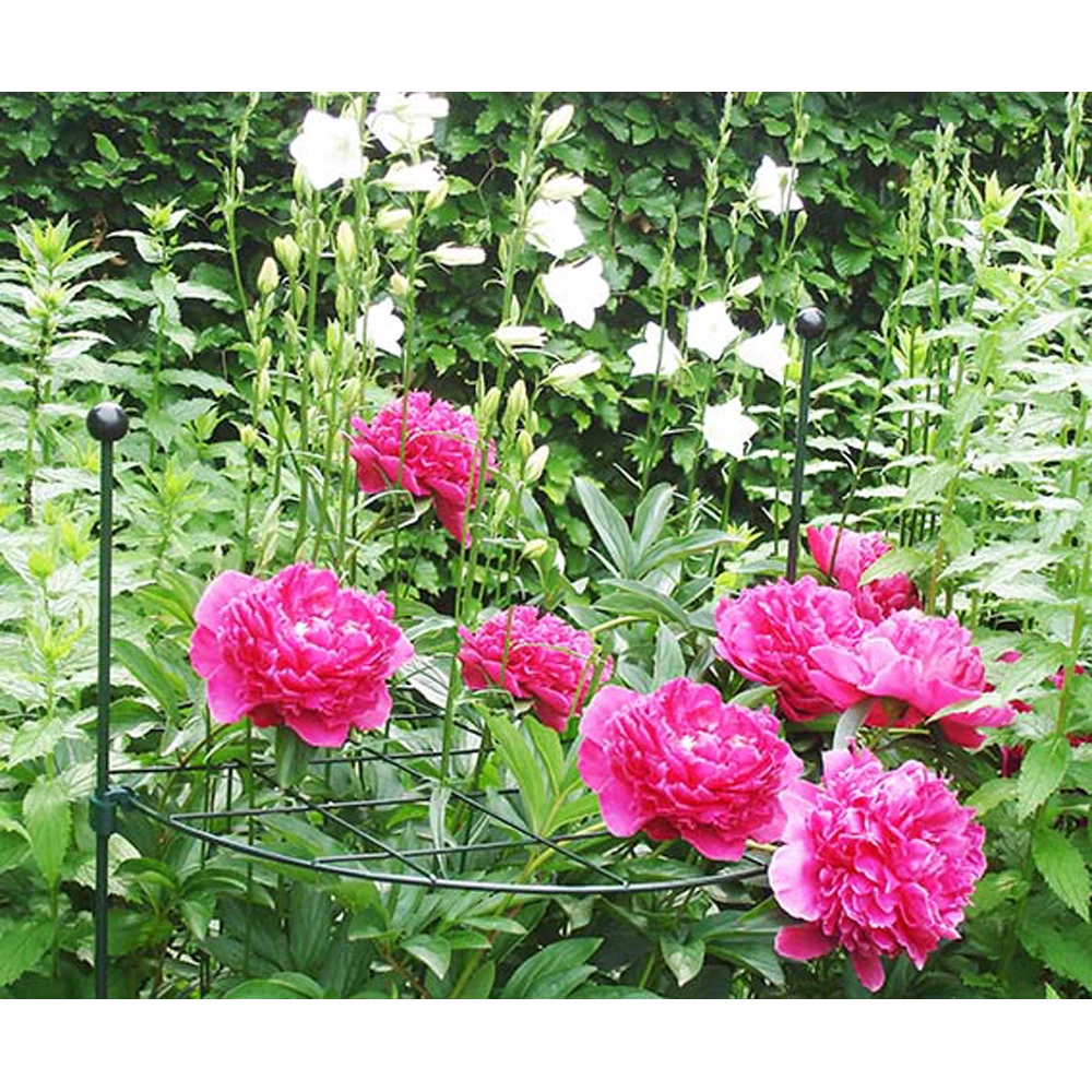 Peacock - Groeiraster Rond U00f860 Cm 2 Peacock - Groeiraster Rond U00f860 Cm - Afbeelding 2