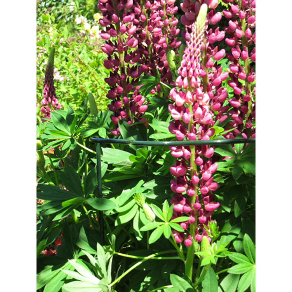 Peacock - Trellis Vario Gotisch M - U00f84 Mm 2 Peacock - Trellis Vario Gotisch M - U00f84 Mm - Afbeelding 2